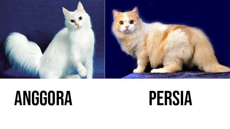 Perbedaan Tubuh Kucing Anggora dan Persia
