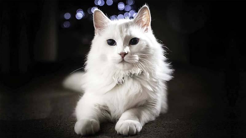 gambar kucing anggora