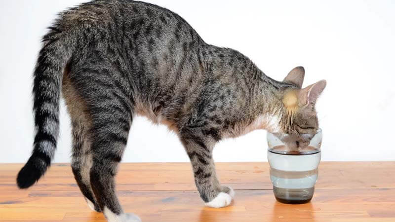 kucing minum air