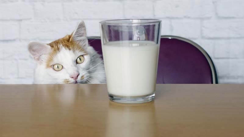 susu khusus kucing