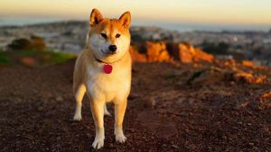 Anjing Akita Inu: Harga, Ciri-Ciri, Sifat, dan Cara Merawat