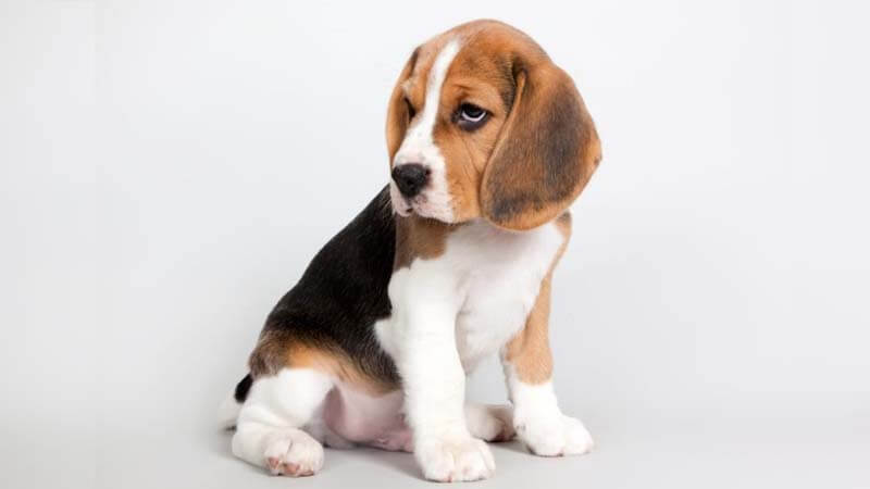 Anjing Beagle