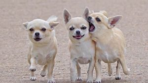 Anjing Chihuahua: Harga, Ciri, Sifat, Makanan, dan Cara Merawat