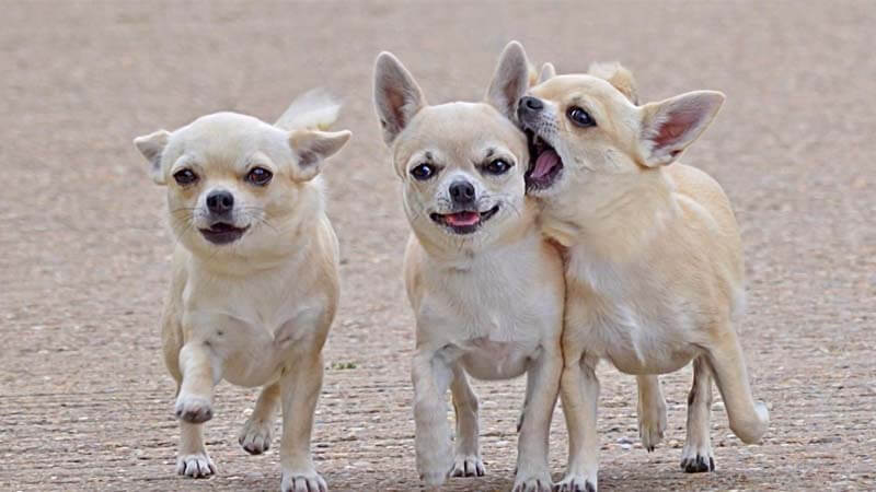Anjing Chihuahua