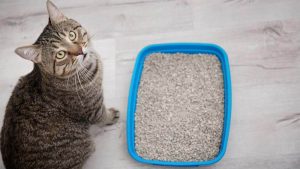 Penyebab dan Cara Mengobati Kucing Mencret [Ampuh!]