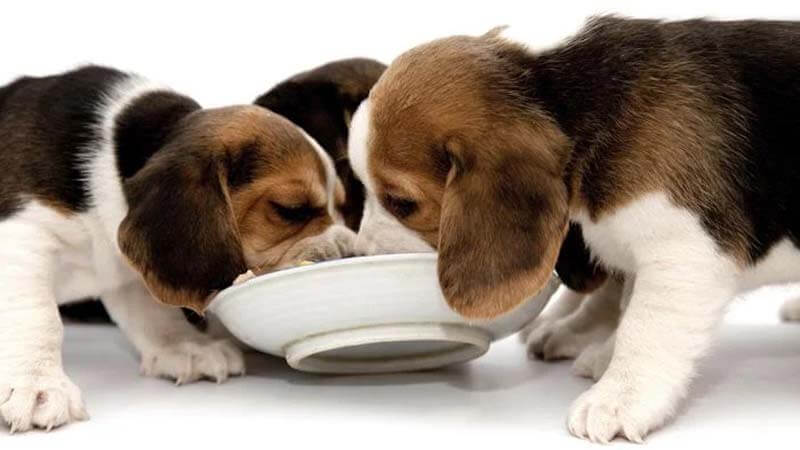 Makanan Anjing Beagle
