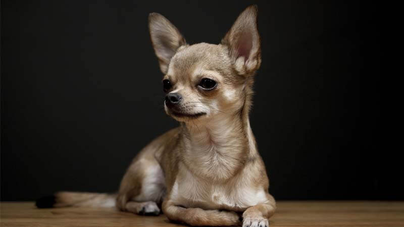 Sejarah Anjing Chihuahua
