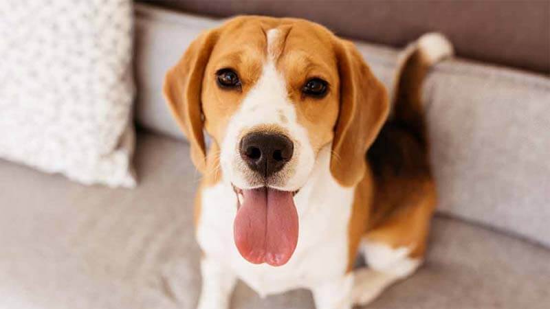 Sifat Anjing Beagle