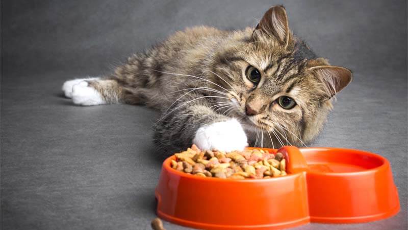 Cara Mengatasi Kucing yang Tidak Mau Makan