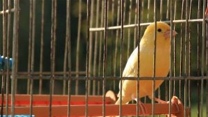 Cara Menurunkan Birahi Burung Kenari dengan Cepat (Ampuh!)