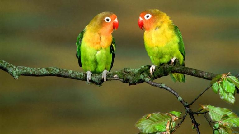 Jenis-jenis Burung Lovebird