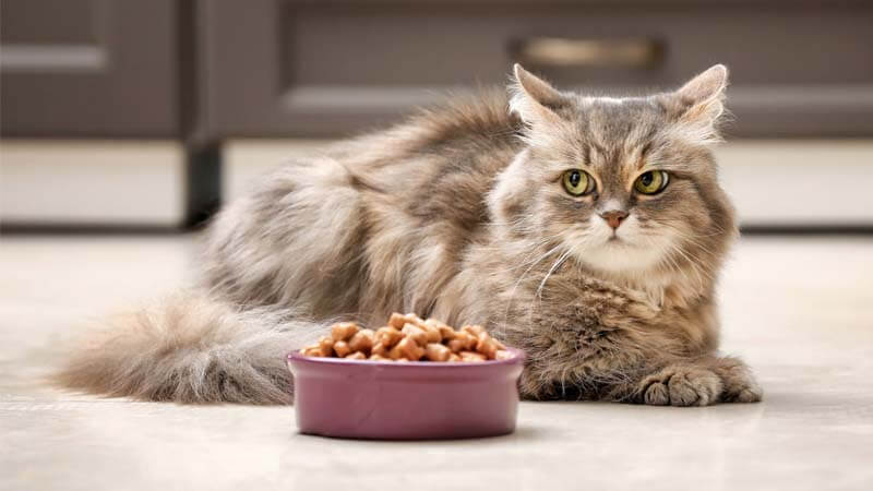 Kucing mau kenapa makan tidak Kucing Lemas