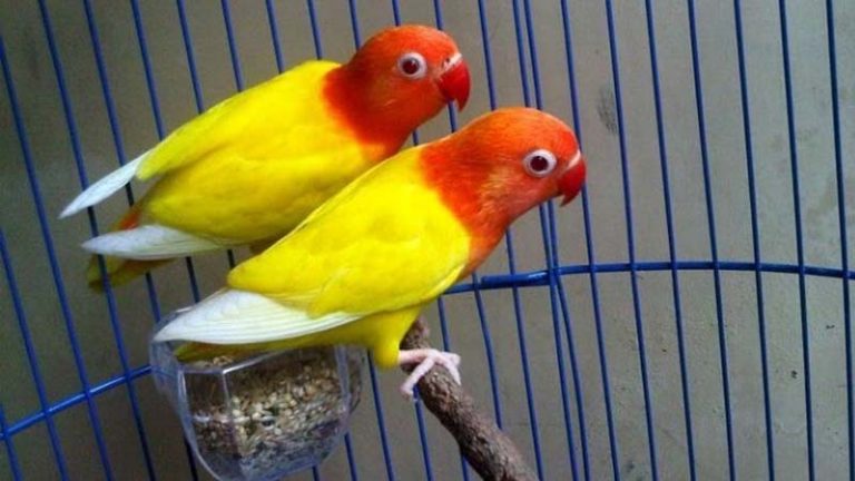 14 Jenis  Burung  Lovebird  Paling Cantik Gambar 