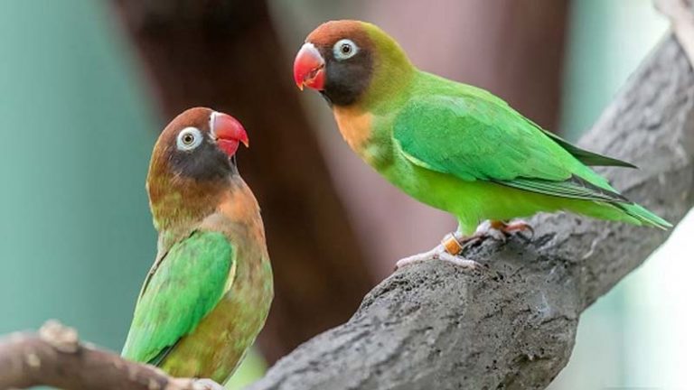 14 Jenis  Burung  Lovebird  Paling Cantik Gambar  