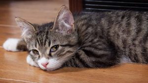 Mata Kucing Berair? Ini Penyebab & Cara Mengatasinya