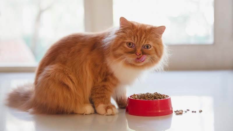 Penyebab Kucing Tidak Mau Makan