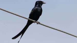 Burung Srigunting: Harga, Ciri-Ciri, Jenis, Cara Merawat