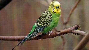 Burung Parkit: Harga, Ciri-Ciri, Jenis, dan Cara Merawat