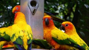 Jenis Burung Paruh Bengkok Paling Bagus di Indonesia
