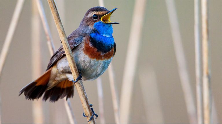   19 Jenis Burung  Kicau dari Paling Mahal Hingga Terpopuler