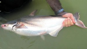 Umpan Ikan Patin Paling Jitu 2021 (Langsung Strike!)