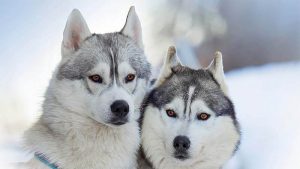 Anjing Alaskan Malamute: Harga, Ciri, Sifat, dan Cara Merawat