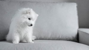 Anjing Samoyed: Harga, Ciri-Ciri, Sifat, Makanan, Cara Merawat
