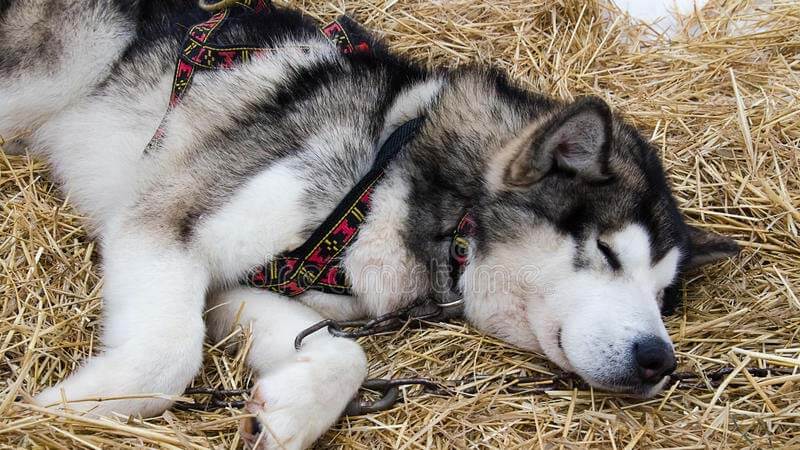 Cara Merawat Anjing Alaskan Malamute