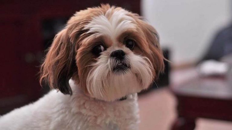 √ Anjing Shih Tzu: Harga, Ciri-Ciri, Sifat, Makanan, Cara Merawat