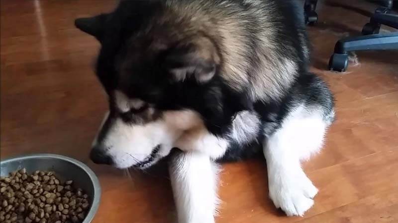 Makanan Anjing Alaskan Malamute