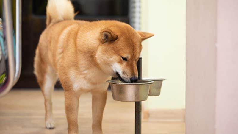 Makanan Anjing Shiba Inu