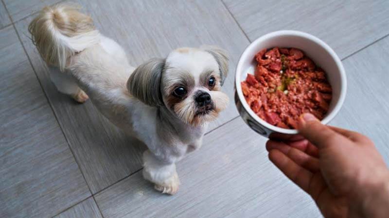 Makanan Anjing Shih Tzu