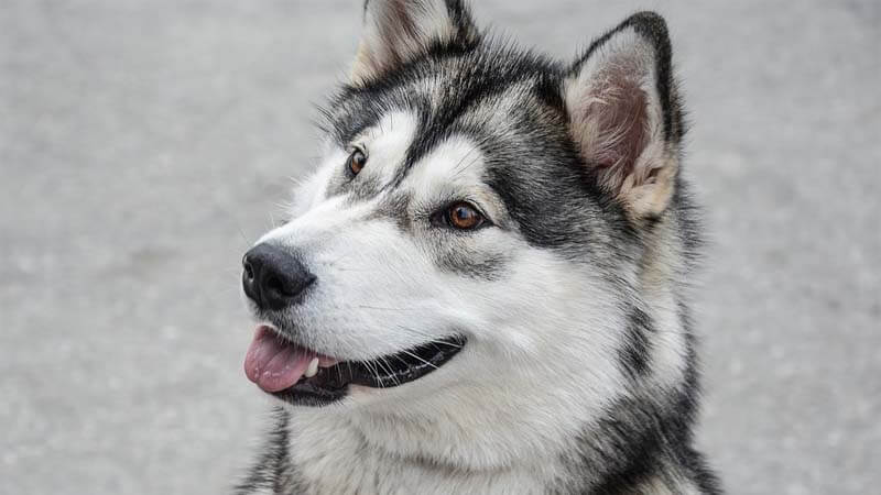 Sifat Anjing Alaskan Malamute