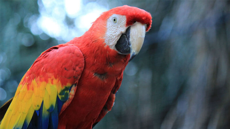Burung Macaw
