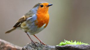Mengenal Jenis Burung Robin dan Fakta Uniknya