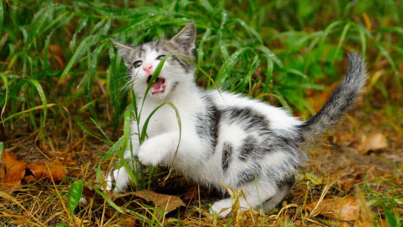 Cara Agar Kucing Tidak Makan Rumput
