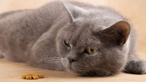 10 Cara Meningkatkan Nafsu Makan Kucing Paling Mudah