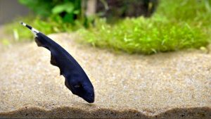 Fakta Unik Ikan Black Ghost dan Beberapa Jenisnya