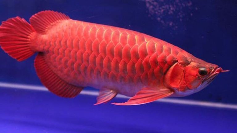 √ 10 Ikan Hias Predator Air Tawar Yang Bisa Kamu Pelihara