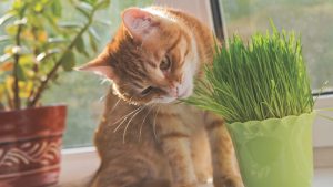 Kenapa Kucing Makan Rumput? Ini Penyebab dan Solusinya