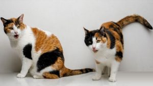 6 Jenis Kucing Calico Serta Fakta dan Mitos Uniknya
