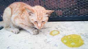Penyebab Kucing Muntah Kuning dan Cara Mengatasinya