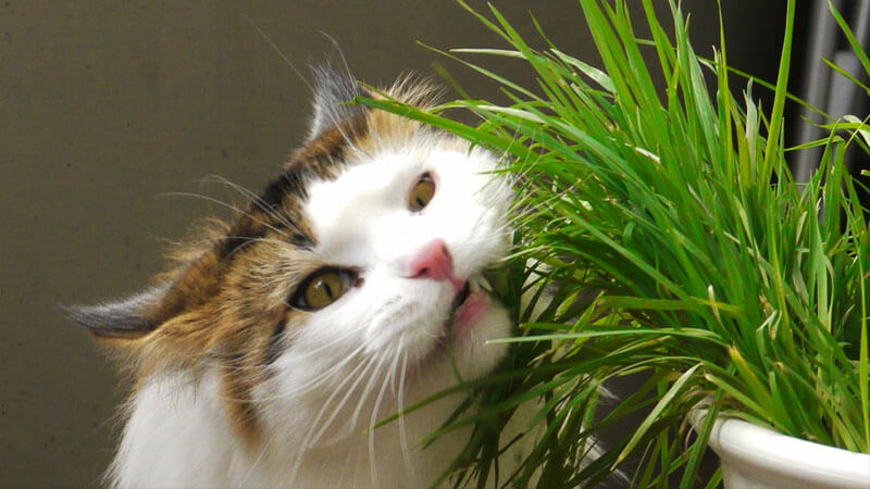 Penyebab Kenapa Kucing Makan Rumput