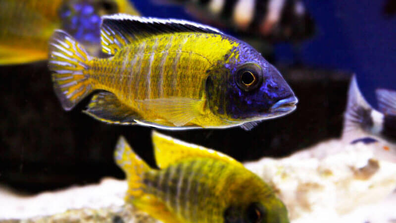 African Peacock Cichlid
