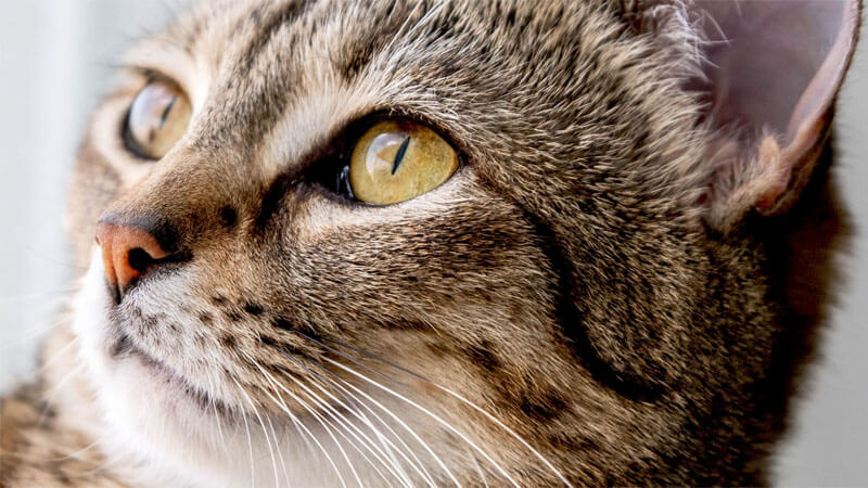 Cara Mengatasi Masalah Mata Kucing Berselaput