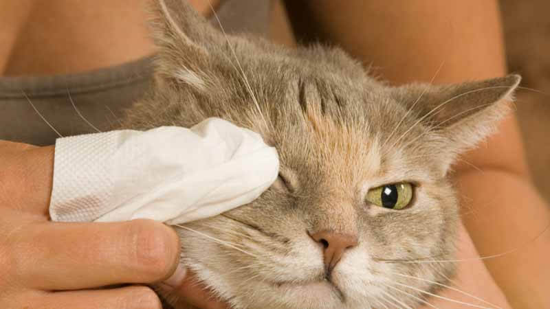 Cara Mengobati Mata Kucing Belekan