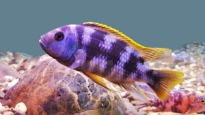 Ikan African Cichlid: Karakter, Jenis, dan Cara Pelihara