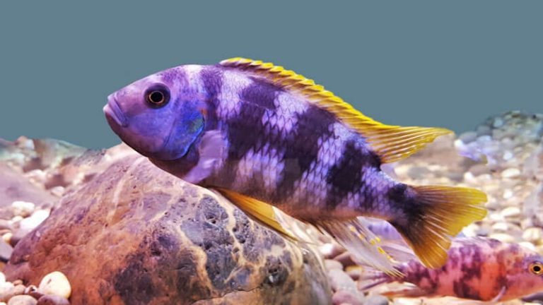 √ Ikan African Cichlid Karakter Jenis Dan Cara Pelihara