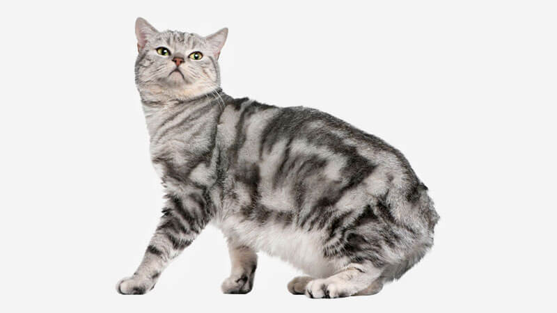 Karakteristik Kucing Manx