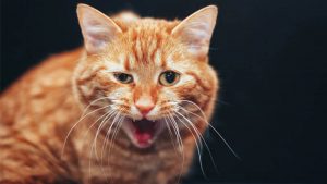 Kenali Gejala, Penyebab dan Cara Mengobati Kucing Batuk